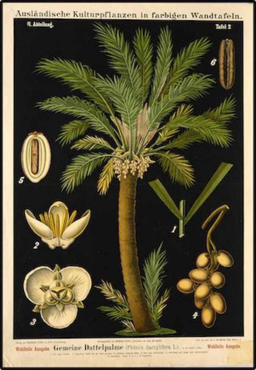 Cuemars A3 Botanical Print | Date Palm Tree 