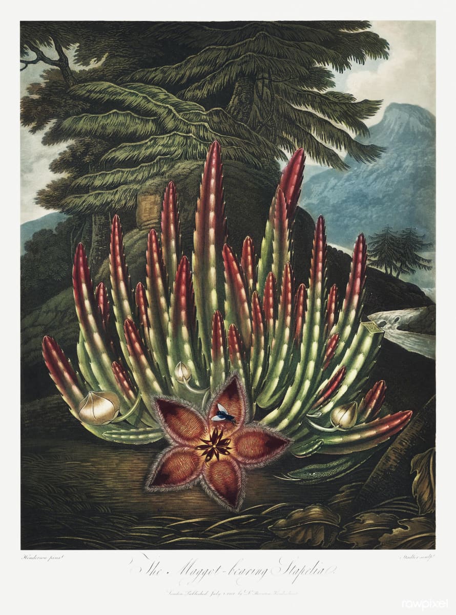 Cuemars A3 Botanical Print | The Maggot-Bearing Stapelia