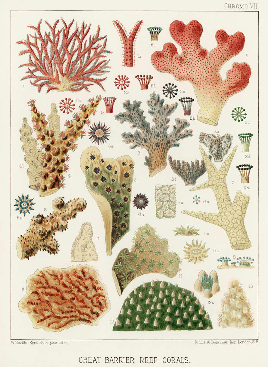 Cuemars A3 Botanical Print | Great Barrier Reef Corals by William Saville-Kent