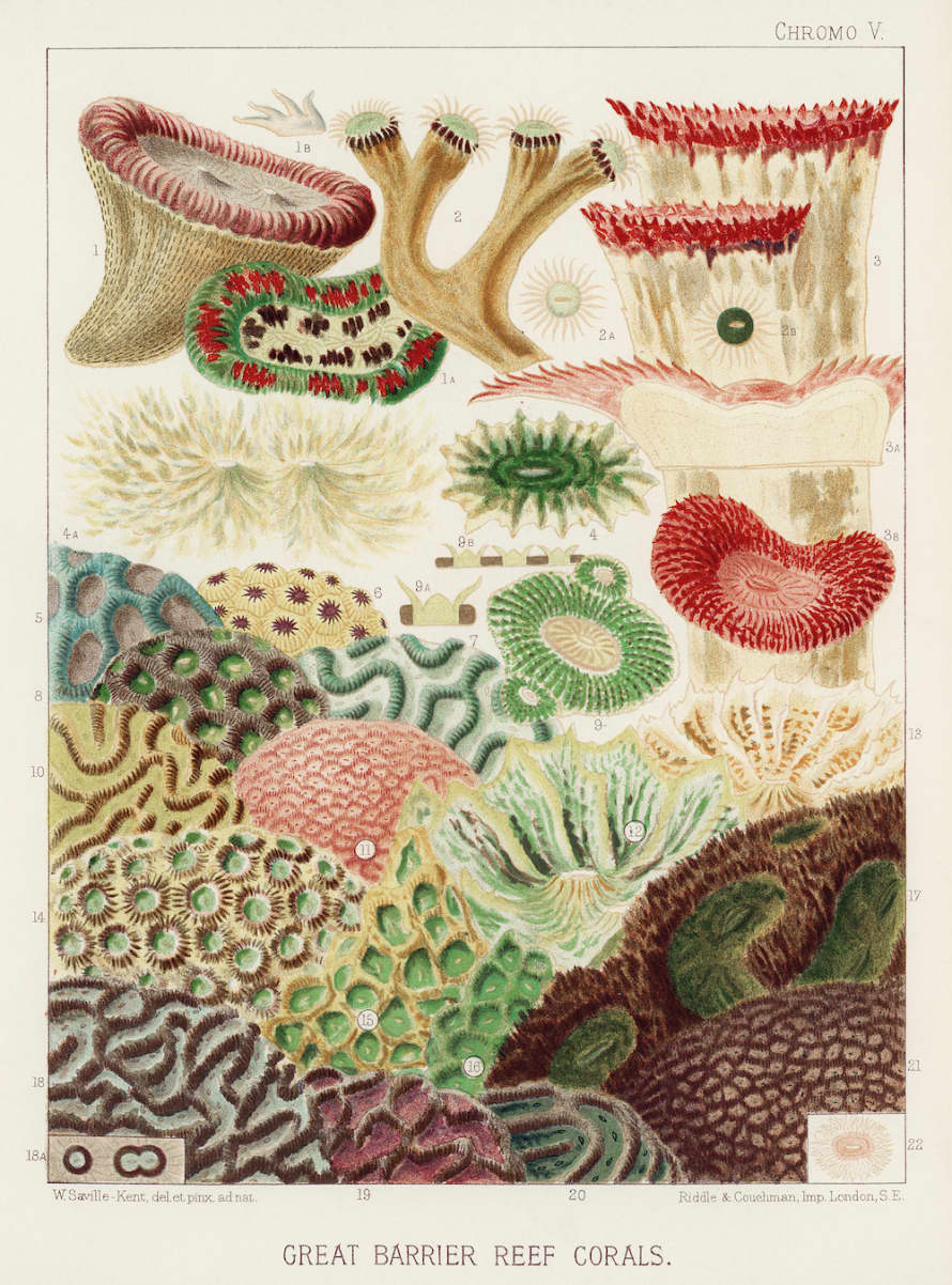 Cuemars A3 Botanical Print | Great Barrier Reef Study by William Saville-Kent