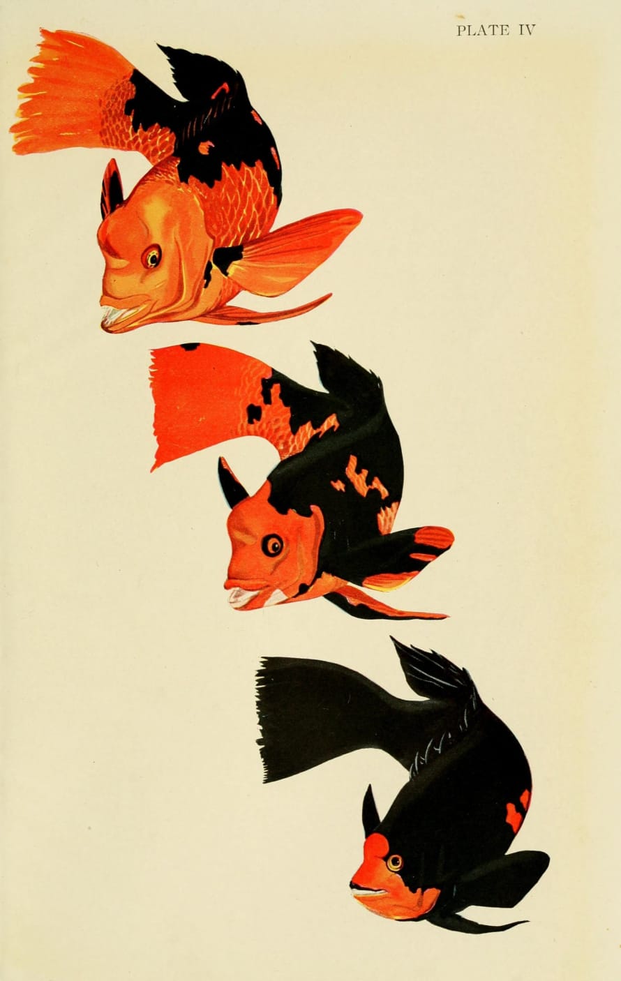 Cuemars A3 Goldfish Aquatic Print by William Beebe