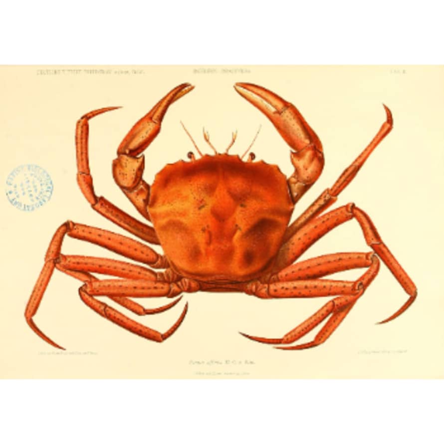 Cuemars A3 Vintage Aquatic Crab Print 