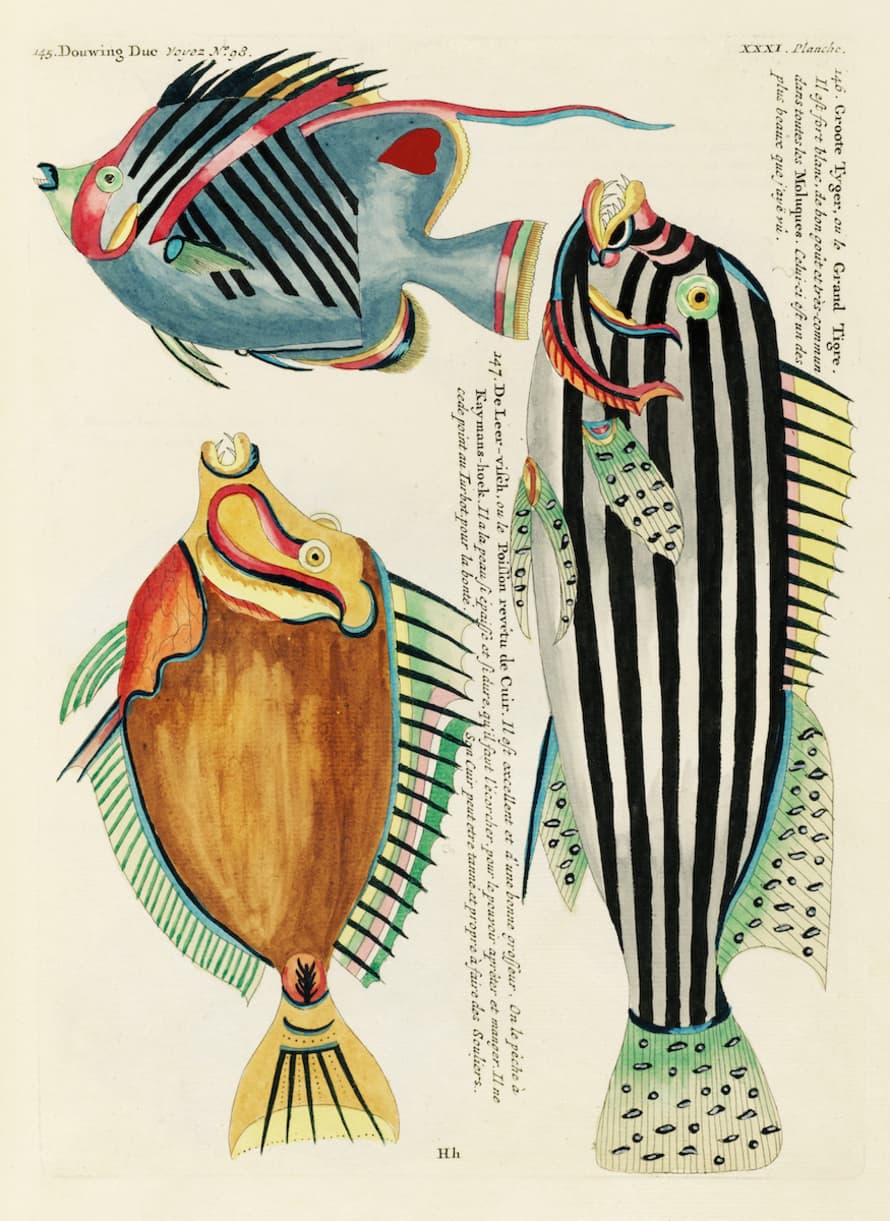 Cuemars A3 Aquatic Print | Fish Study XI by L. Renard
