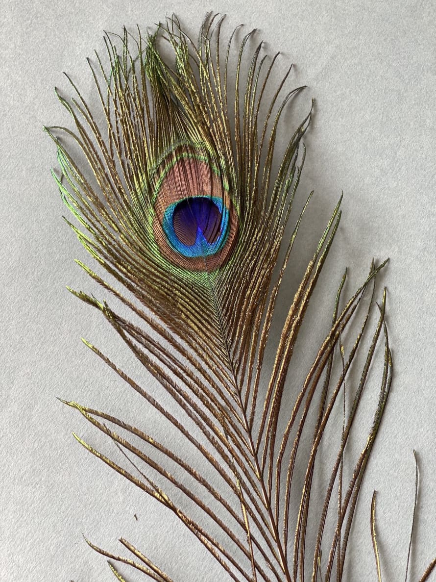 Pompon Bazar One Peacock Feather