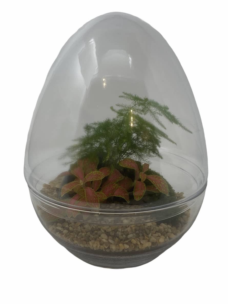 botanicalboysuk 28 cm Ferny Forest Glass Egg Terrarium 
