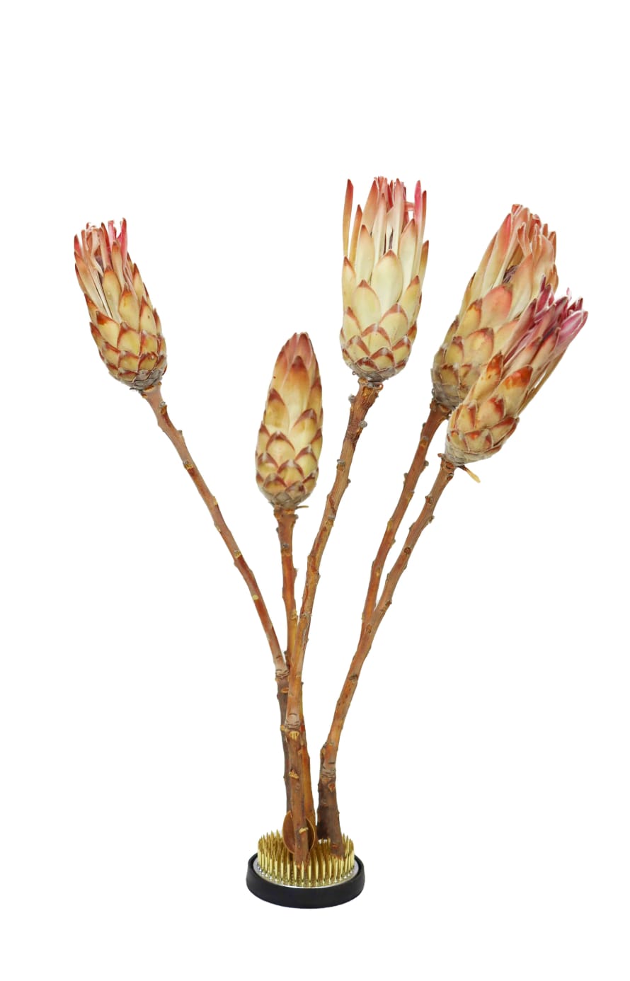 Cuemars Dried Flowers - Dried Protea Compacta Pink Bunch