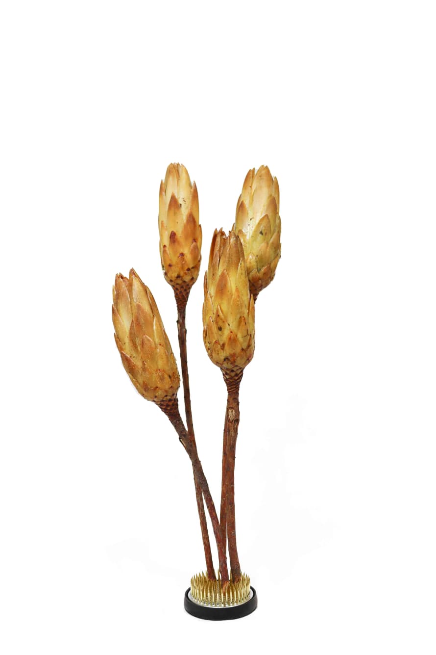 Cuemars Dried Flowers - Dried Protea Pendula Yellow Bunch