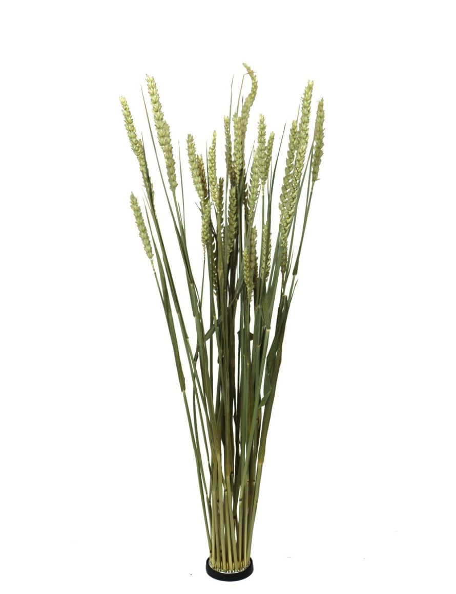 Cuemars Dried Flowers - Dried Triticum Wheat Ecru Bunch