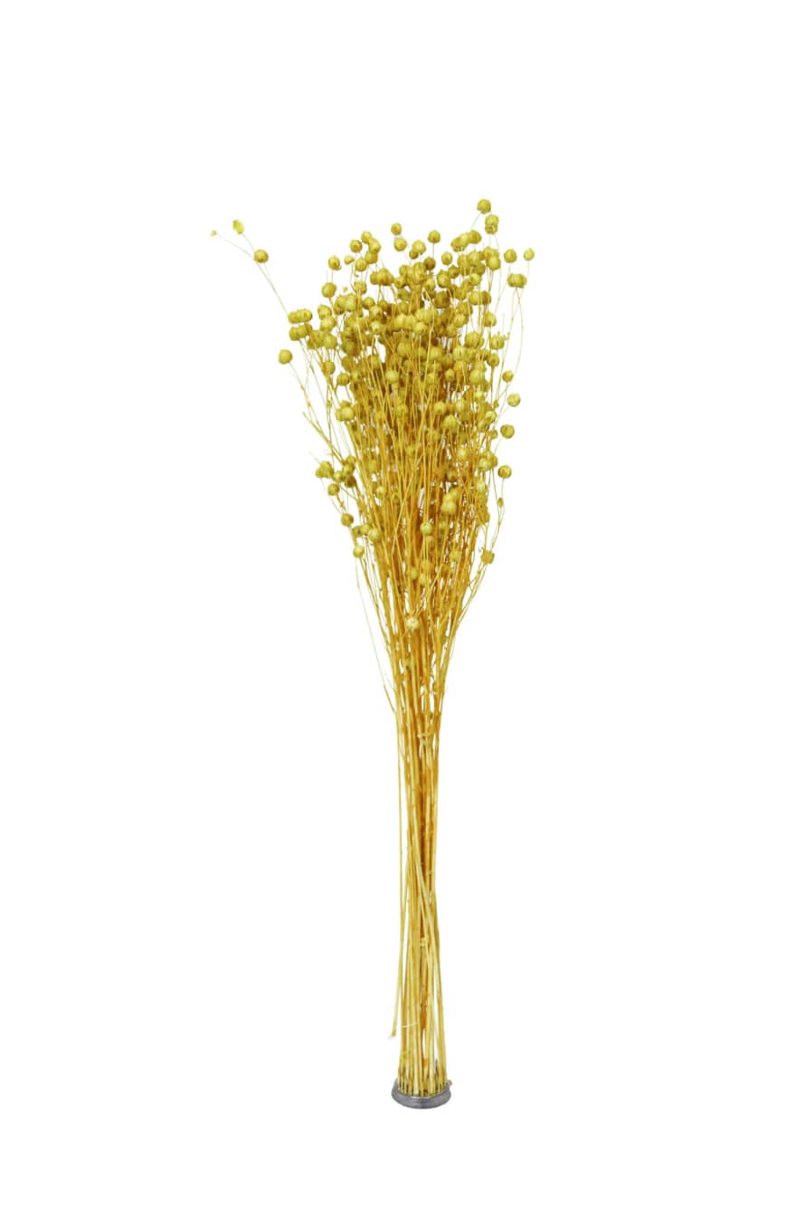 Cuemars Dried Flowers - Dried Linum Flax Yellow