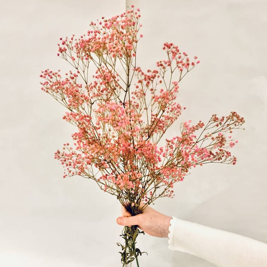 Preserved Flowers - Gypsophila, Bleached Baby Pink