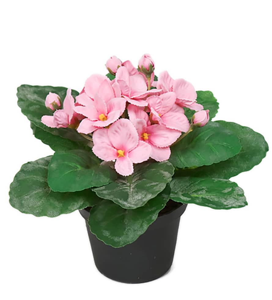 Mr Plant Pink St Paula Flowerpot