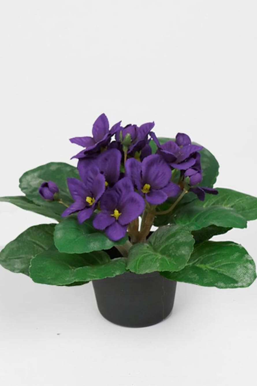 Mr Plant Purple Flowerpot St Paula