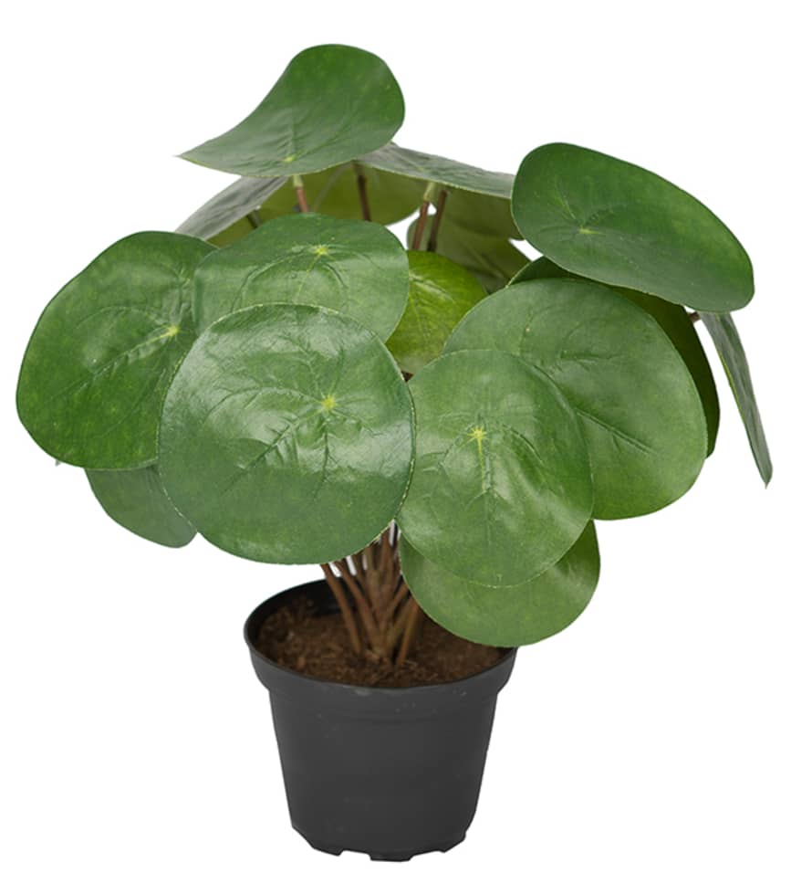 Mr Plant Artificial Elefantora Plant
