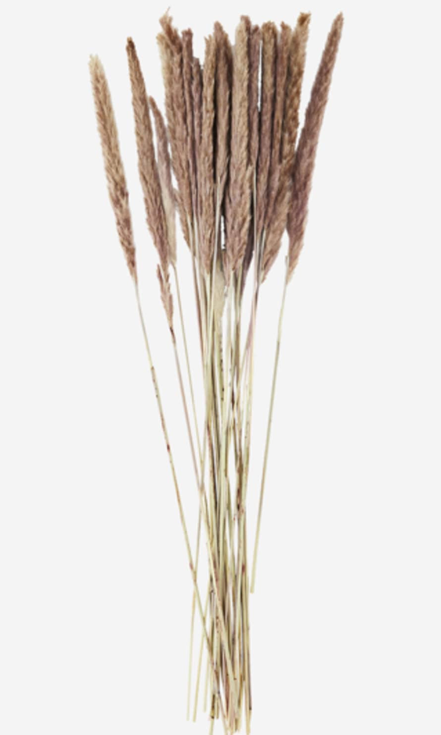 Madam Stoltz Natural Dried Flowers