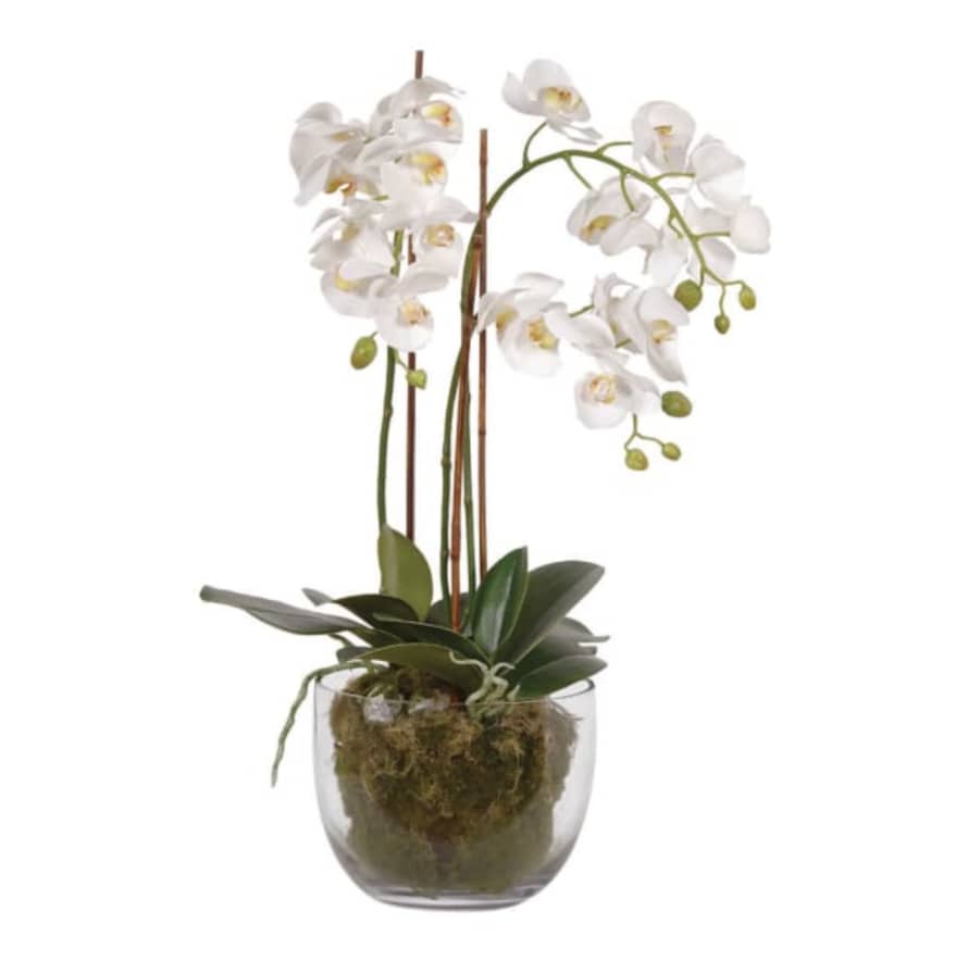 Victoria & Co. Realistic White Orchids with Moss in Glass Bowl