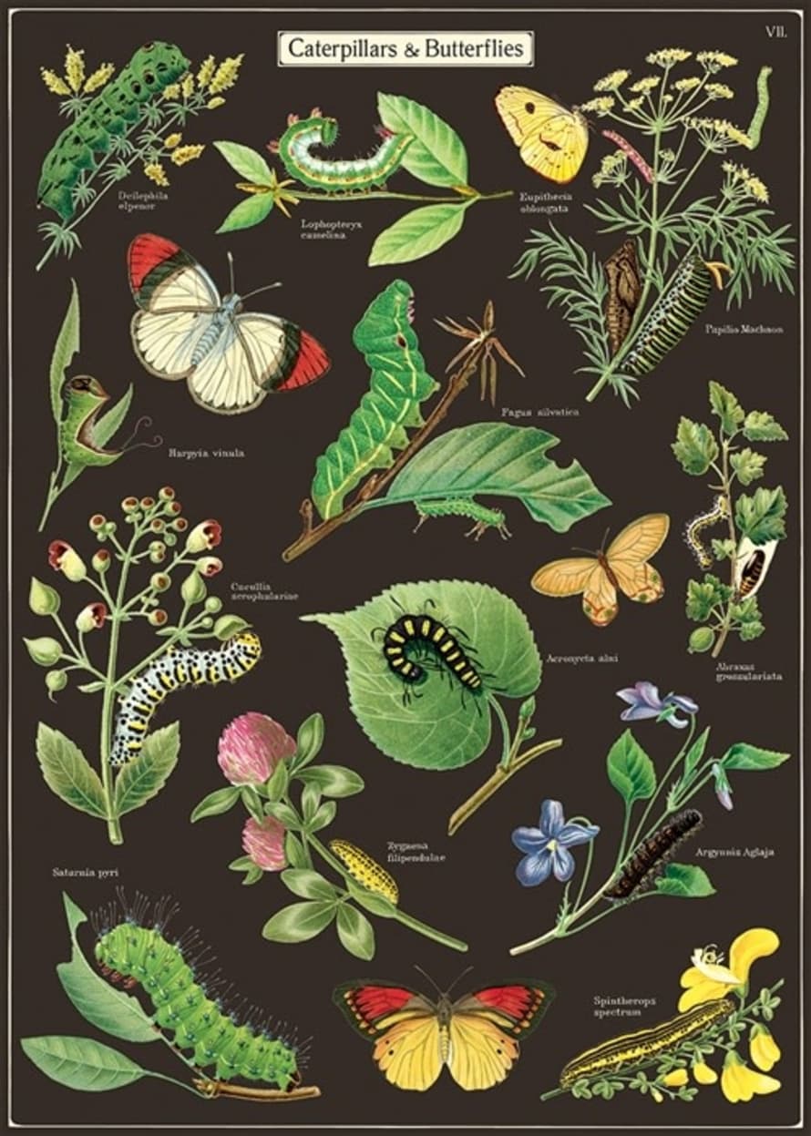 Cavallini & Co Caterpillars and Butterflies Wrap Poster