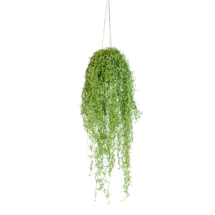 Victoria & Co. Hanging Airplant