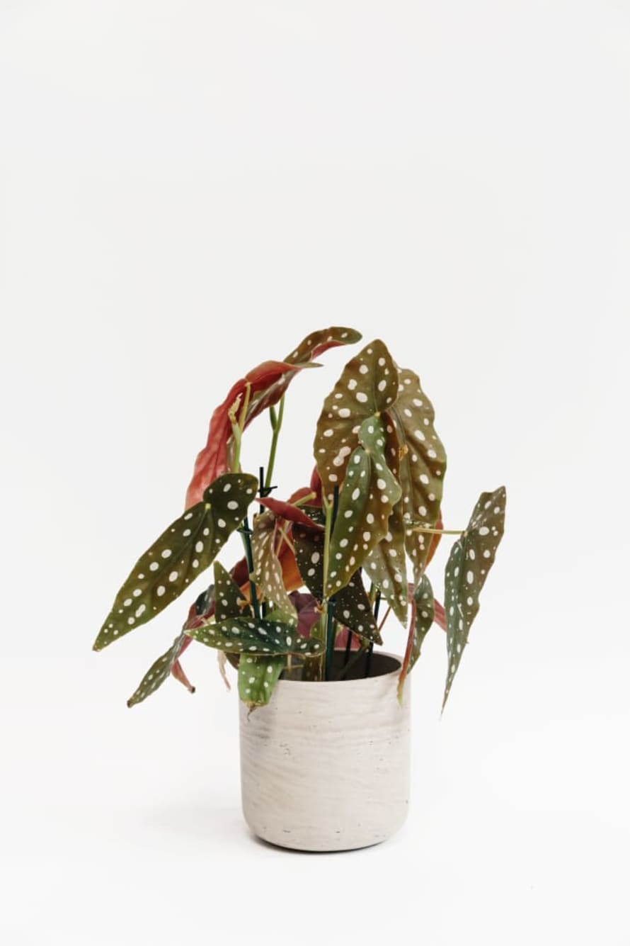 Forest Begonia Maculata House Plant