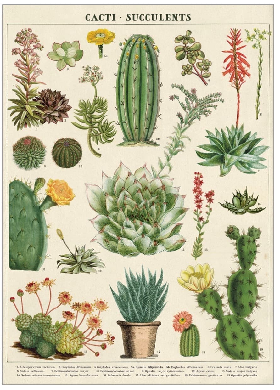 Cavallini & Co Cacti & Succulents - Cavallini Vintage Poster | 51 x 71cm