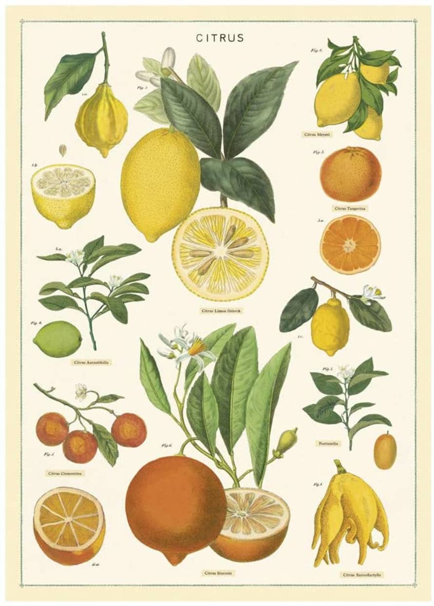 Cavallini & Co Citrus - Cavallini Vintage Poster | 51 x 71cm