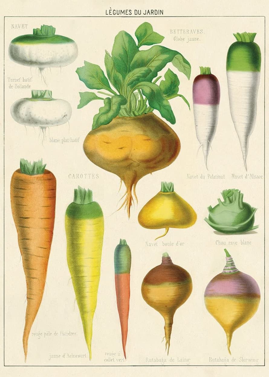 Cavallini & Co Légumes Le Jardin - Vintage Poster | 51 x 71cm