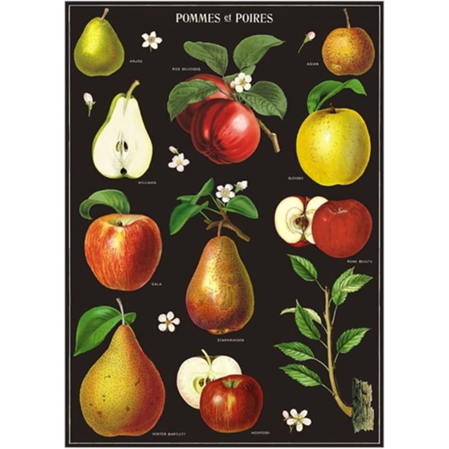 Cavallini & Co Apples & Pears - Vintage Poster | 51 x 71cm