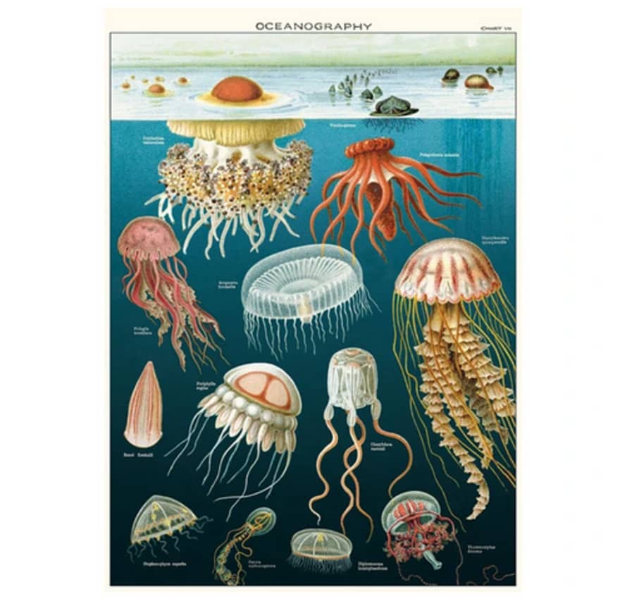 Cavallini & Co Oceanography Jellyfish  - Vintage Poster | 51 x 71cm