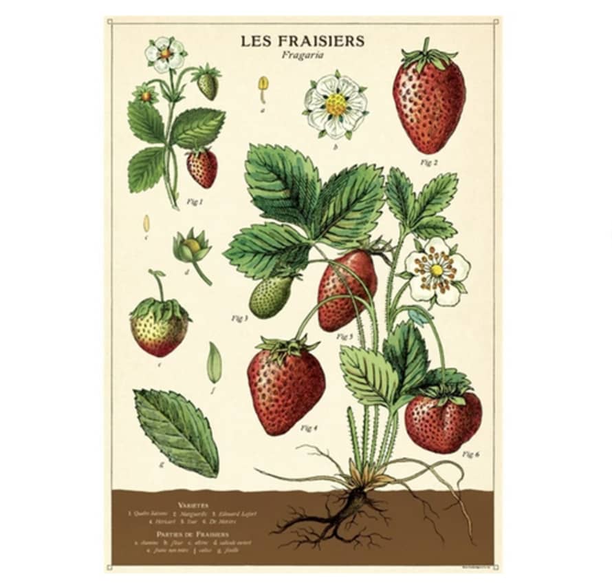 Cavallini & Co Strawberries - Vintage Poster | 51 x 71cm