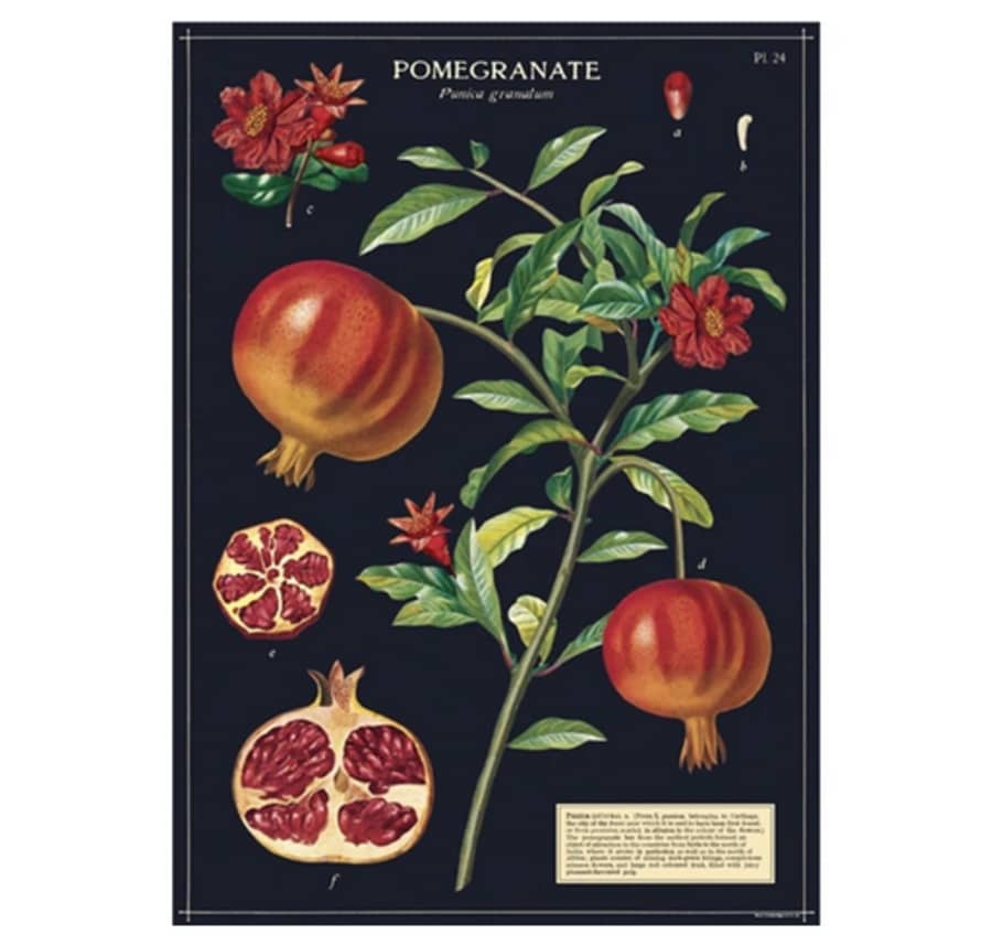 Cavallini & Co Pomegranate - Vintage Poster | 51 x 71cm