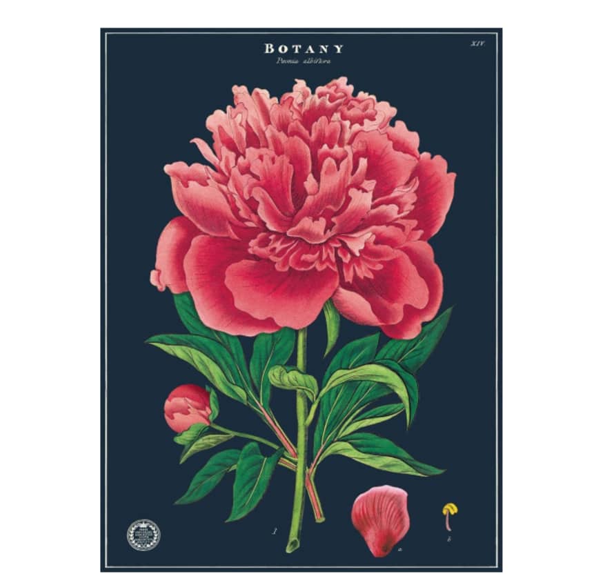 Cavallini & Co Botany Study - Vintage Poster | 51 x 71cm