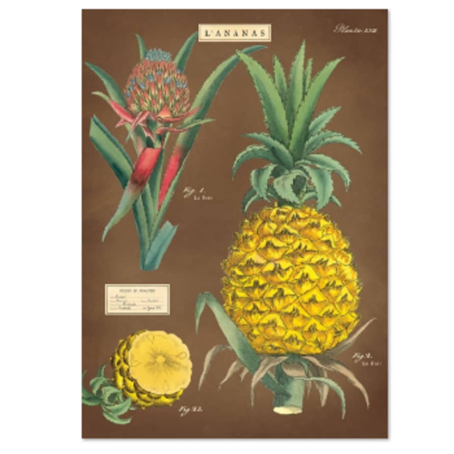 Cavallini & Co L'Ananas - Cavallini Vintage Poster | 51 x 71cm