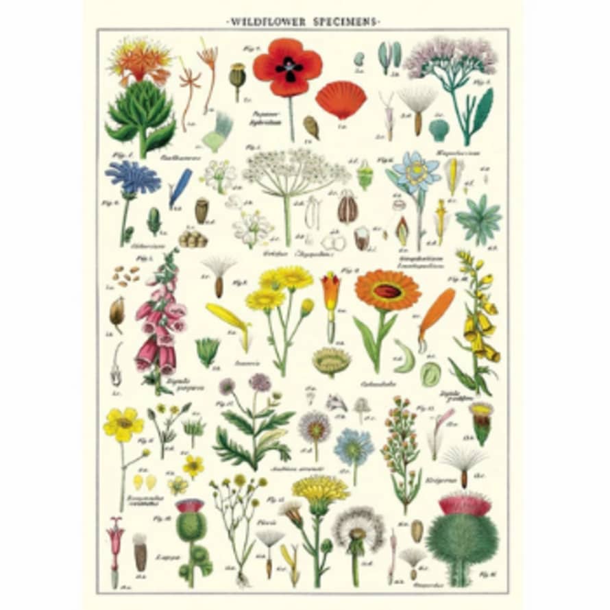 Cavallini & Co Wildflowers - Vintage Poster | 51 x 71cm