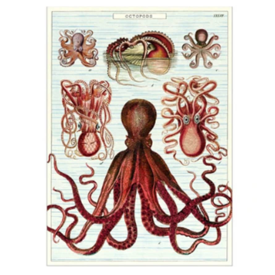 Cavallini & Co Octopods - Vintage Poster | 51 x 71cm