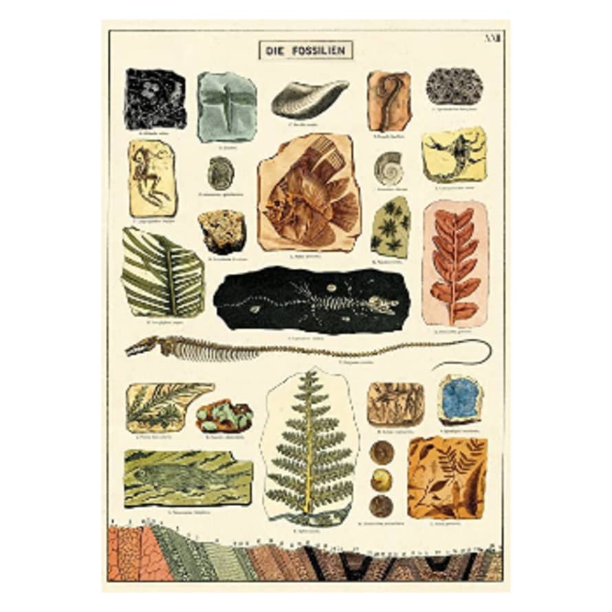 Cavallini & Co Fossils - Cavallini Vintage Poster | 51 x 71cm