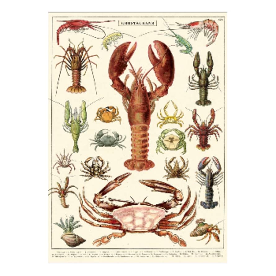 Cavallini & Co Crustaceans - Cavallini Vintage Poster | 51 x 71cm