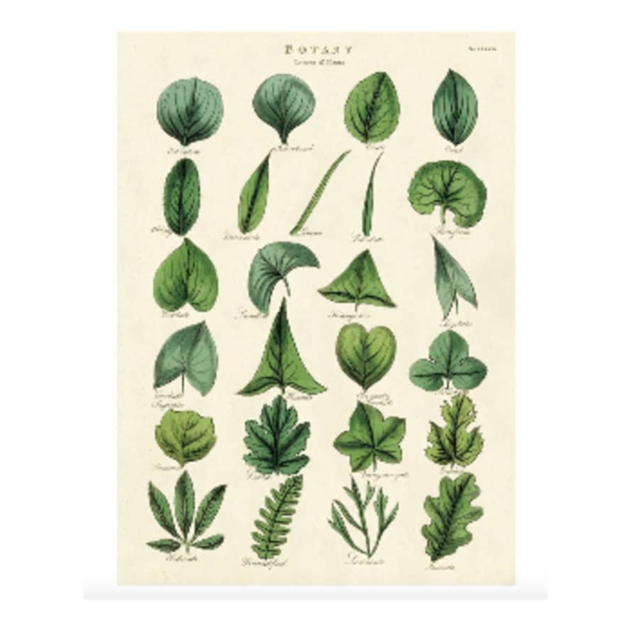 Cavallini & Co Botany Leaves - Cavallini Vintage Poster | 51 x 71cm