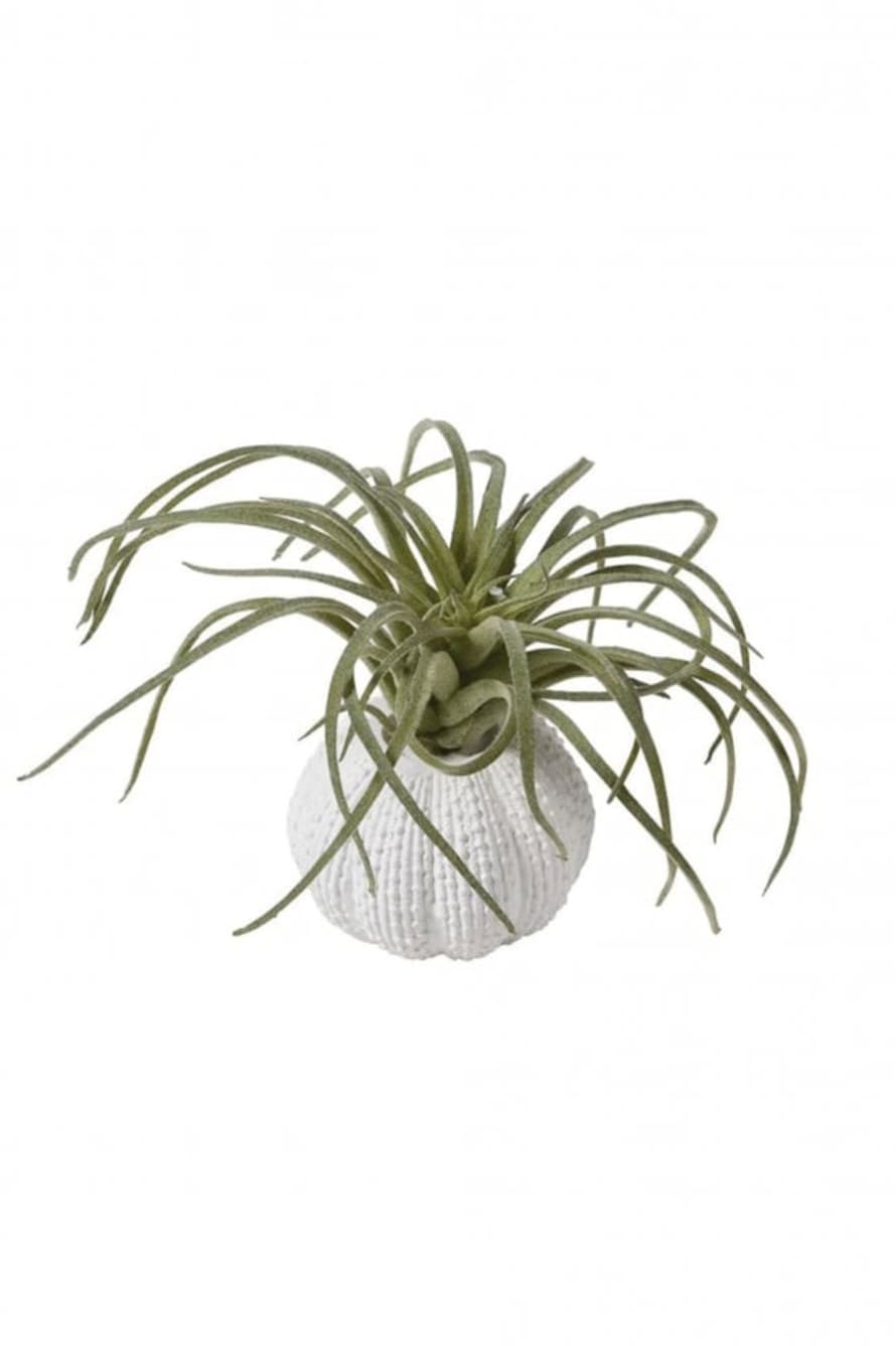 The Home Collection Tillandsia In Pot