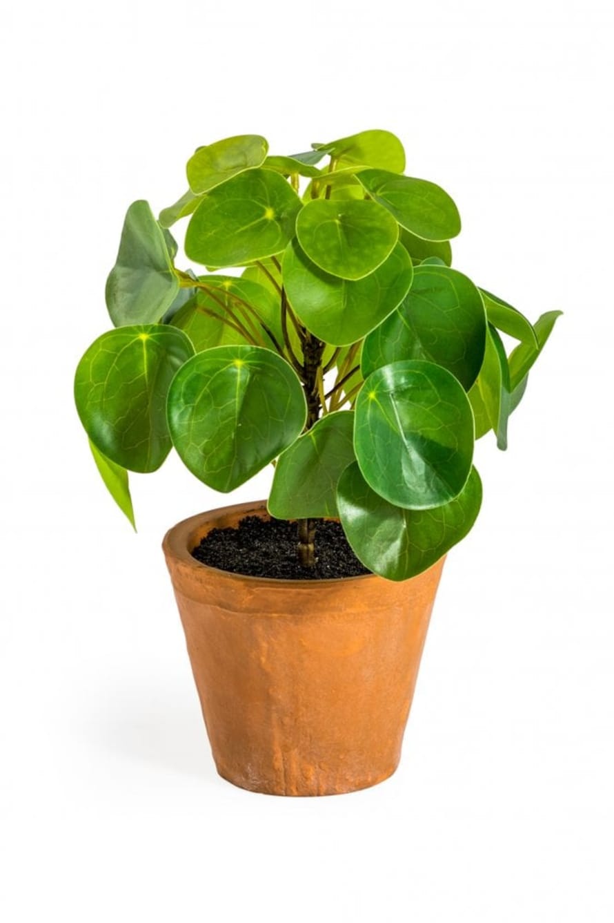The Home Collection Ornamental Pilea Money Plant