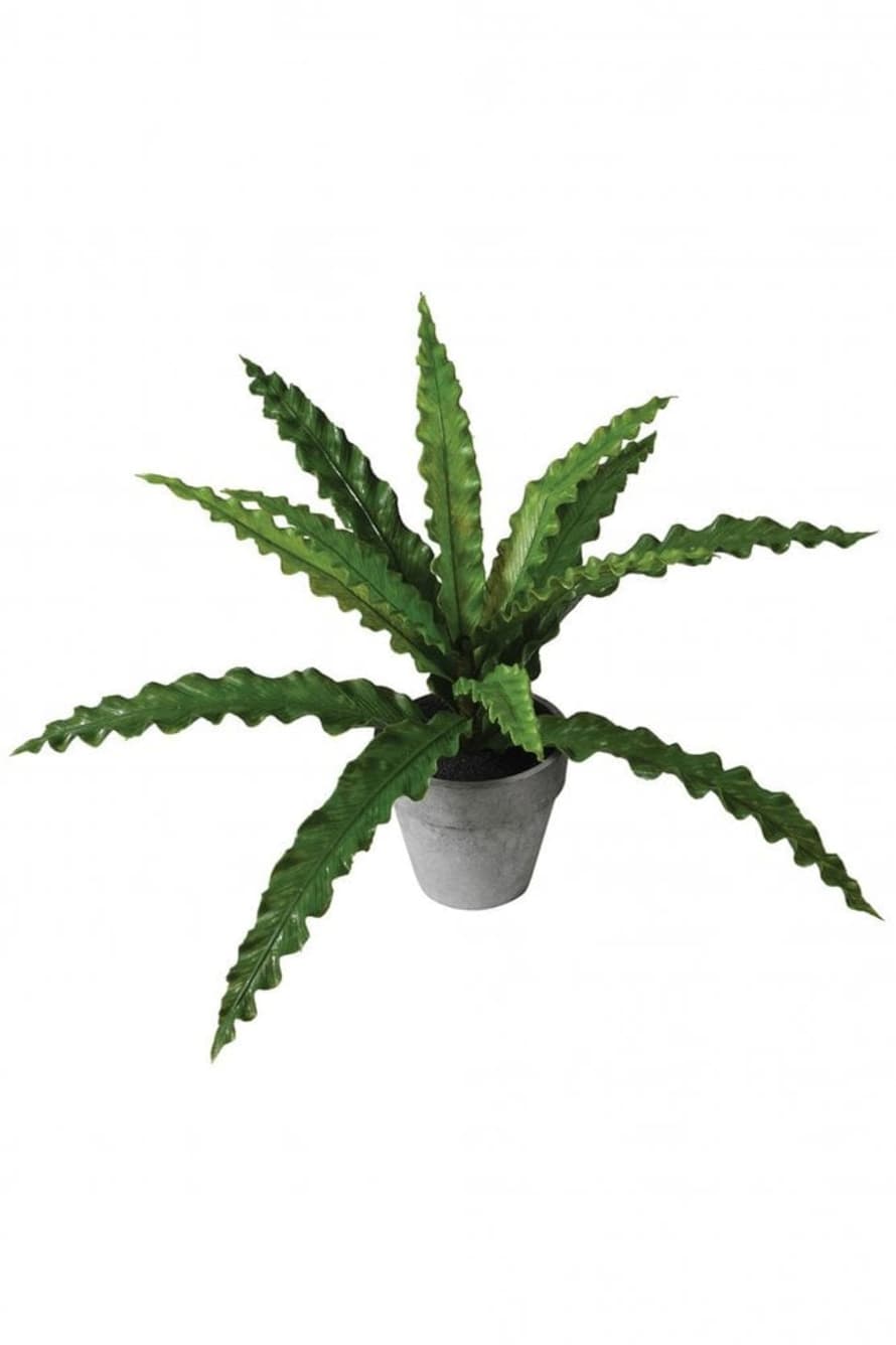 The Home Collection Faux Green Pteris Fern In Grey Pot