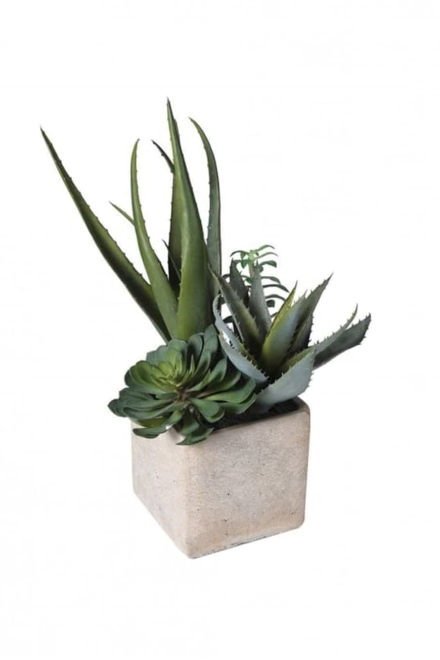 The Home Collection Assorted Cactus In Grey Pot