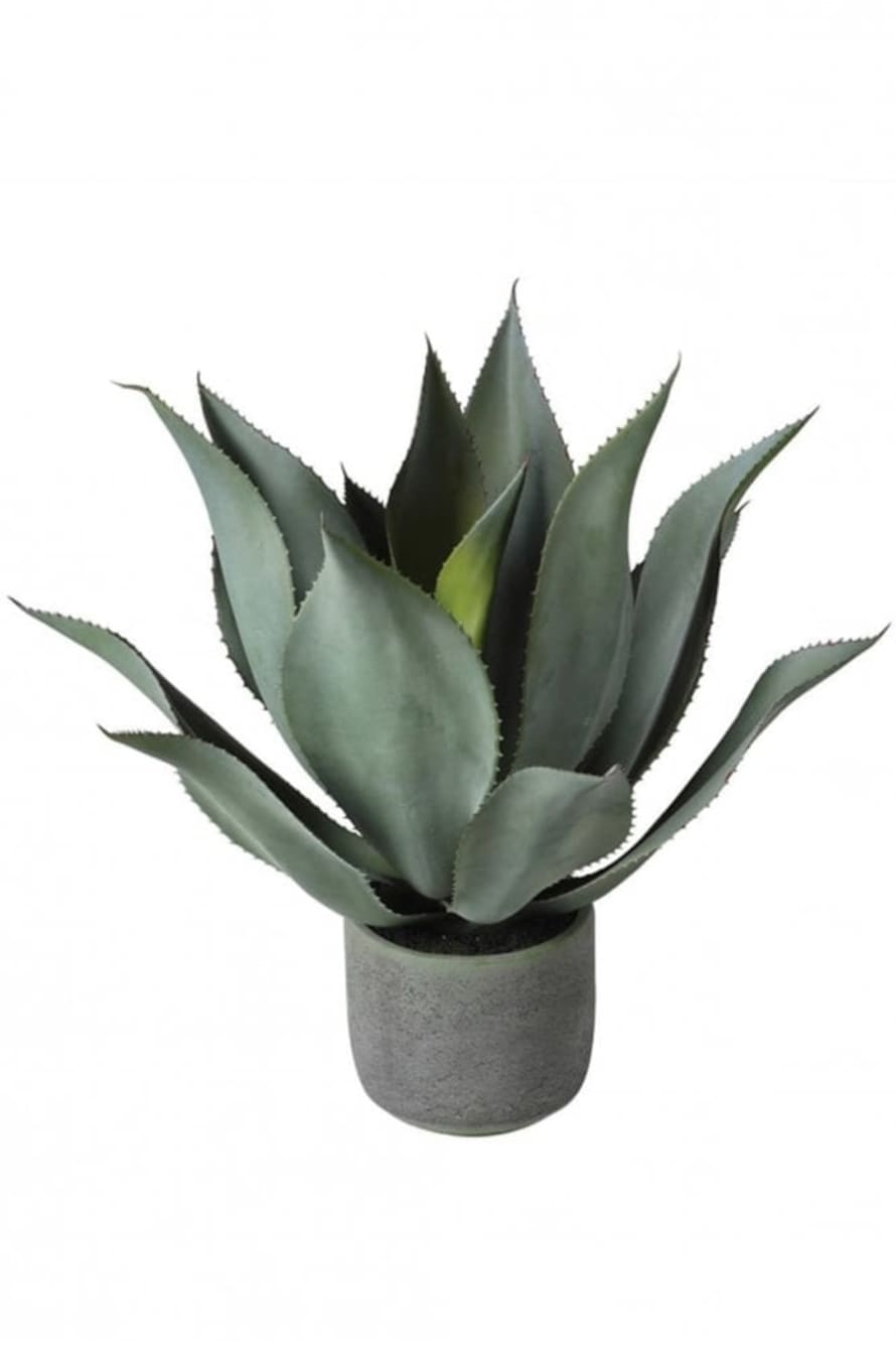 The Home Collection Aloe In Green Pot
