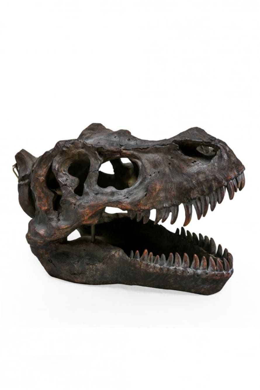 The Home Collection Large Tyrannosaurus Dinosaur Skull Wall Head
