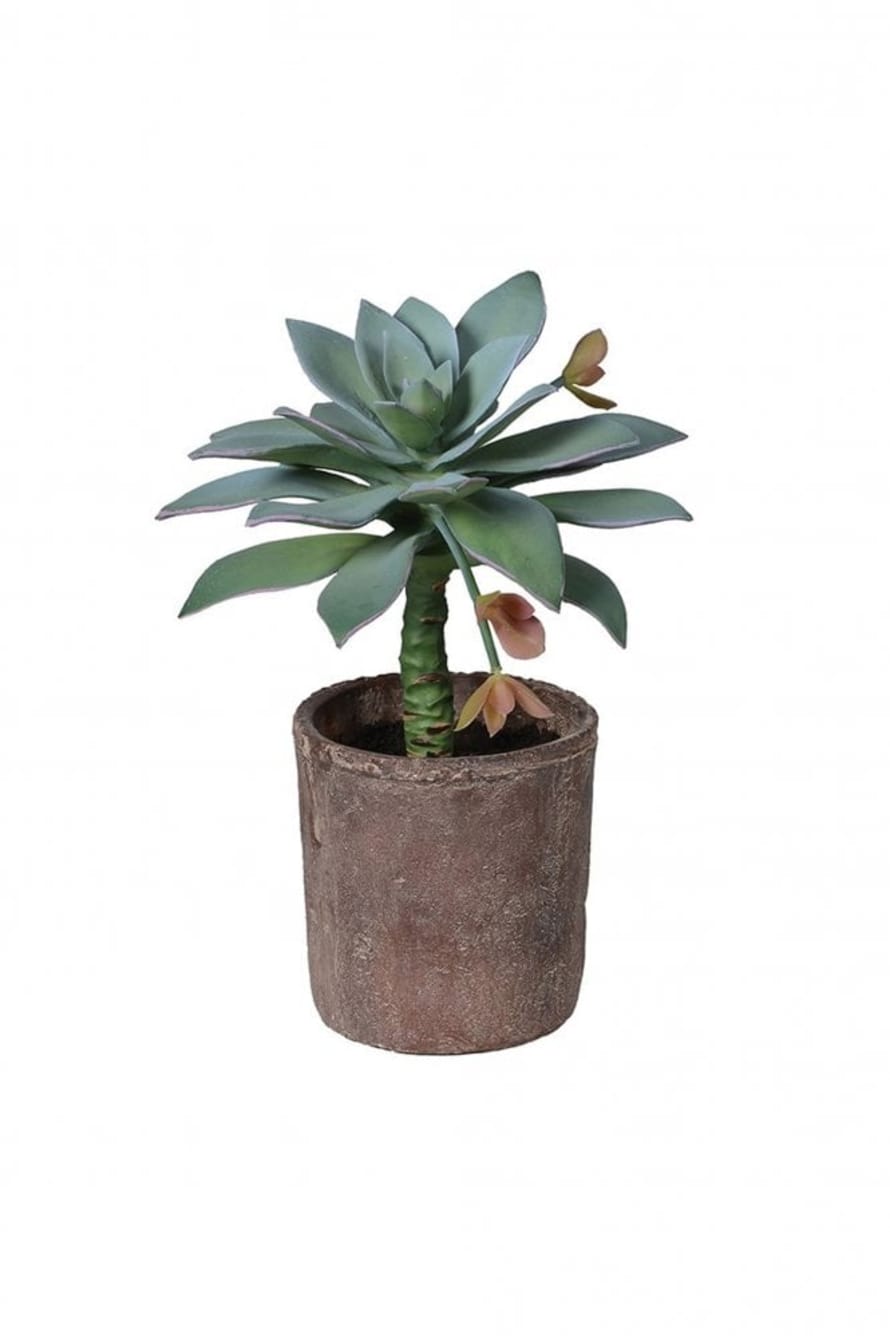 The Home Collection Green Potted Dudleya Anthonyi Succulent