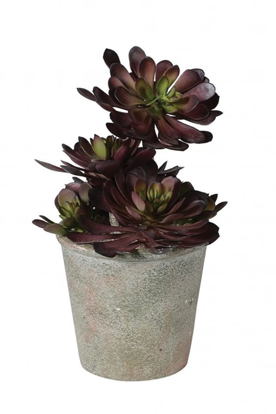 The Home Collection Black Aeonium Succulent In Pot