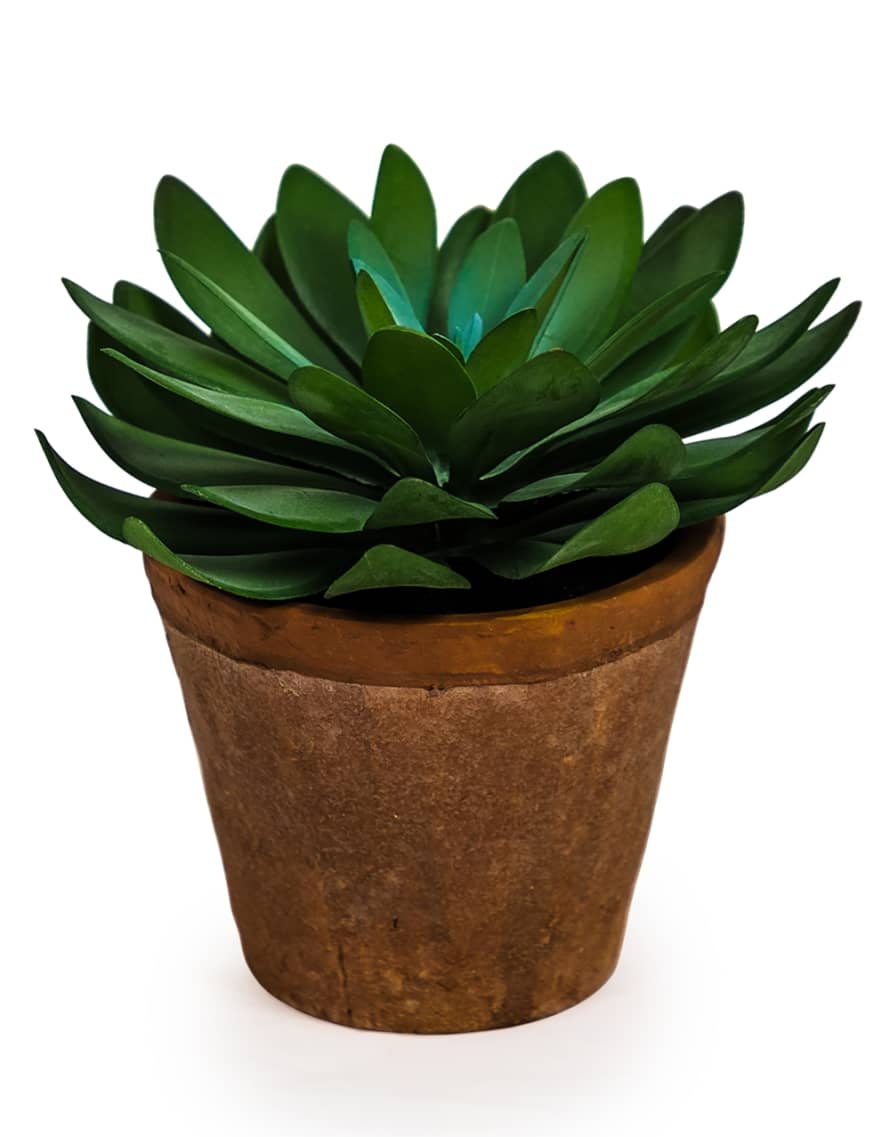 Victoria & Co. Medium Succulent in Terracotta Pot