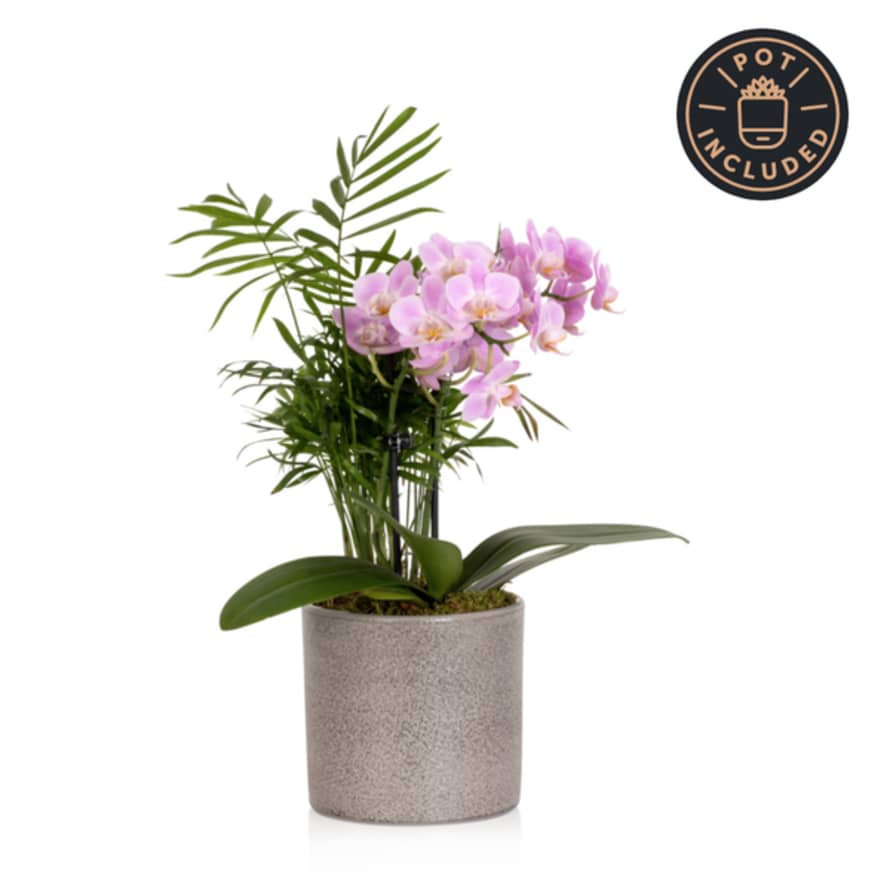 The Little Botanical Jungle Orchid Plant Pot