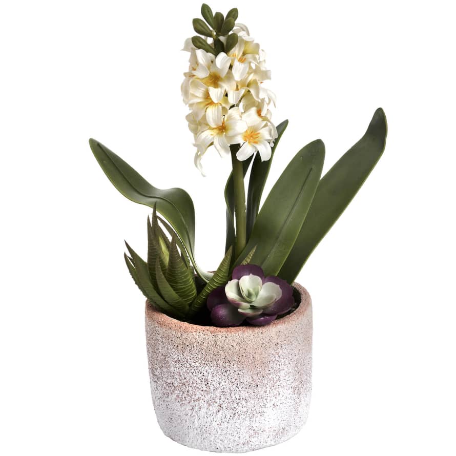 Victoria & Co. White Hyacinth In Clay Pot