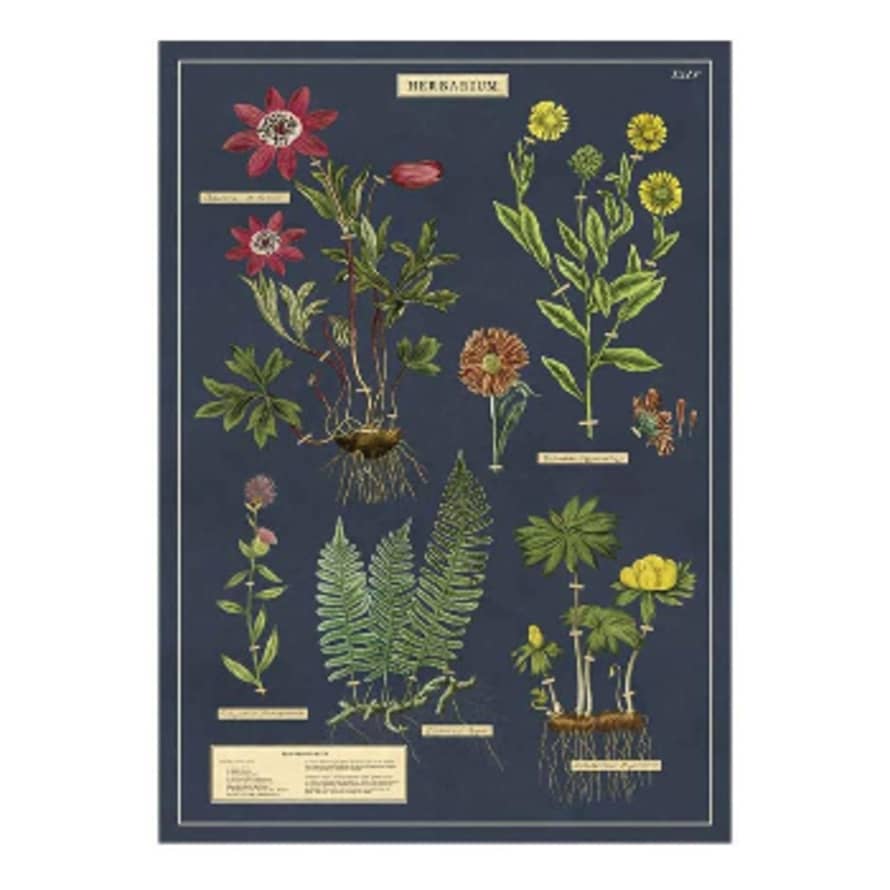 Cavallini & Co Herbarium - Vintage Poster 51 x 71cm
