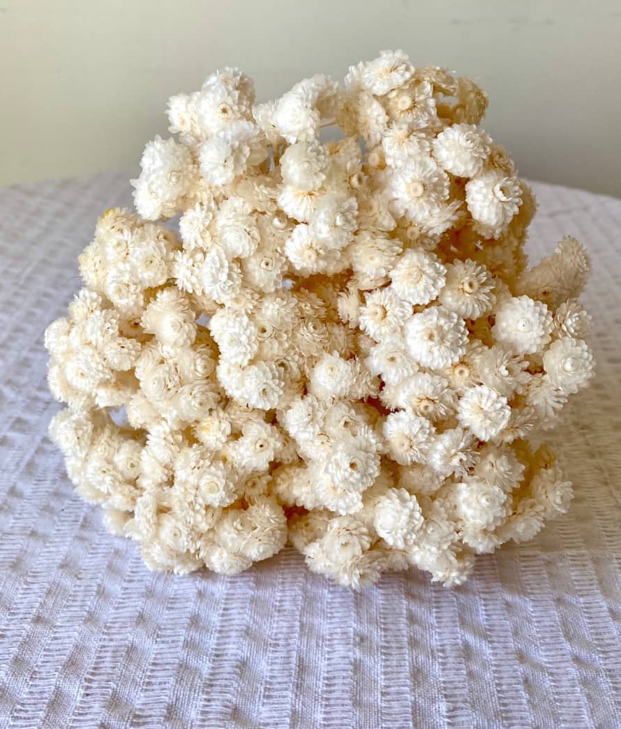 Pompon Bazar White Immortals with Small Flowers of the Var