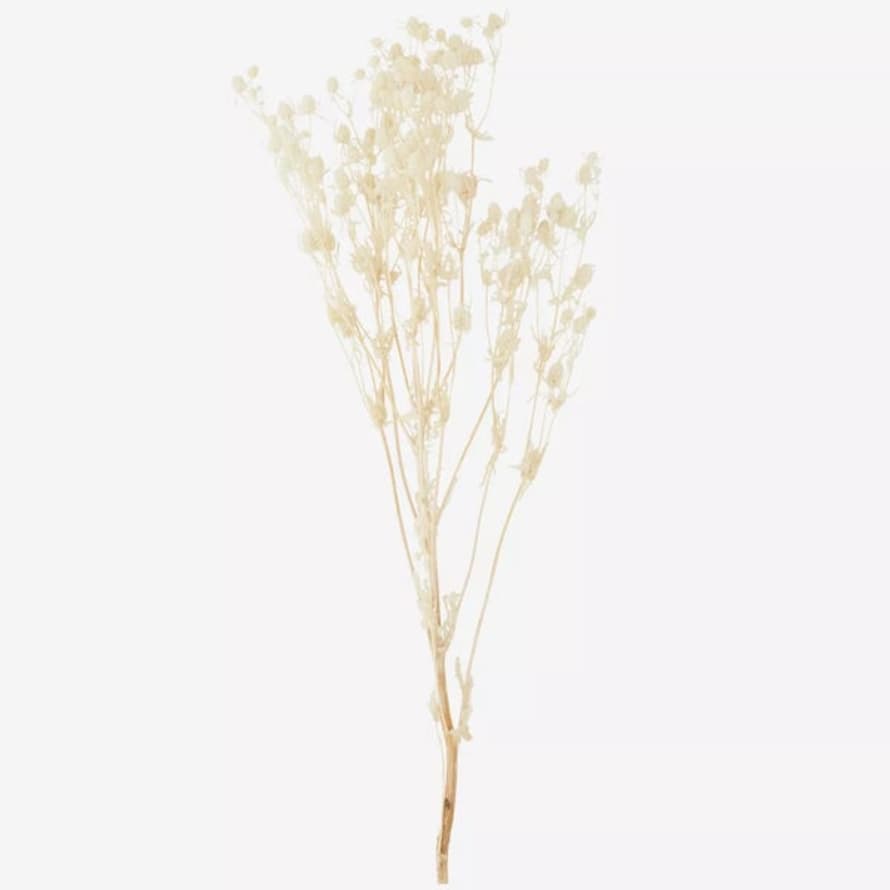 Madam Stoltz Off White Dried Eryngium Planum Flowers